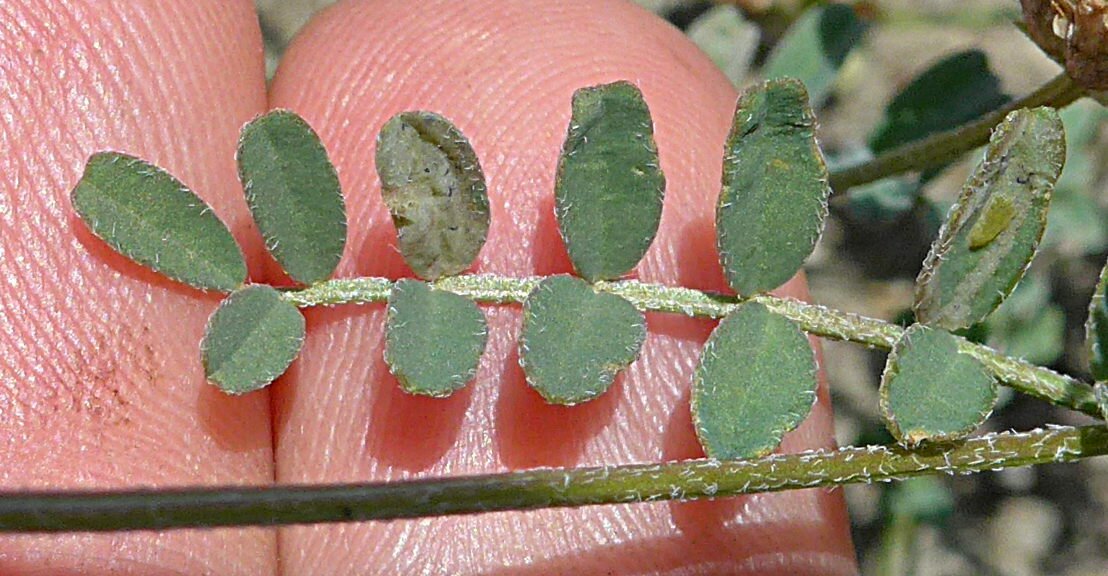 High Resolution Astragalus gambelianus Leaf